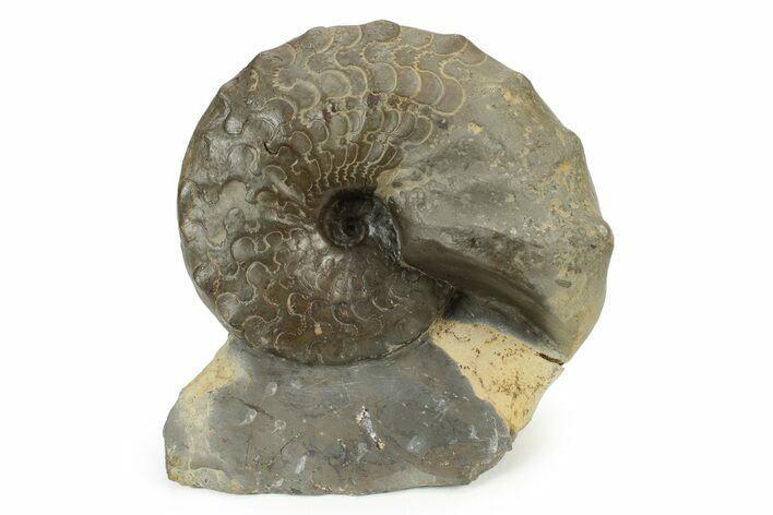 Triassic Ammonite (Ceratites nodosus) Fossil - Germany #242200